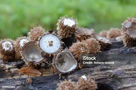 Attēlu rezultāti vaicājumam “Cyathus striatus”