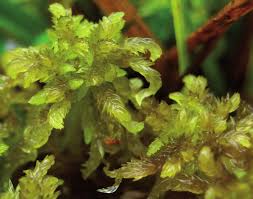 Attēlu rezultāti vaicājumam “Sphagnum inundatum”