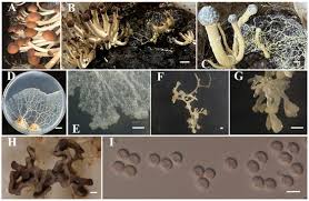 Attēlu rezultāti vaicājumam “Fuligo gyrosa”