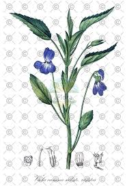 Attēlu rezultāti vaicājumam “Viola canina fruit”