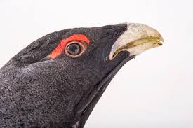 Attēlu rezultāti vaicājumam “Tetrao urogallus male”