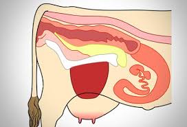 Image result for es.wikipedia.org