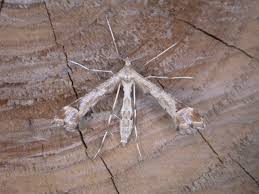 Attēlu rezultāti vaicājumam “Platyptilia gonodactyla”