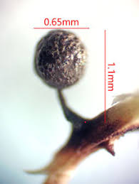 Attēlu rezultāti vaicājumam “Diachea muscorum”