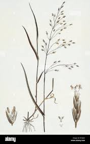 Attēlu rezultāti vaicājumam “Poa nemoralis”