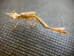 Attēlu rezultāti vaicājumam “exuvia”