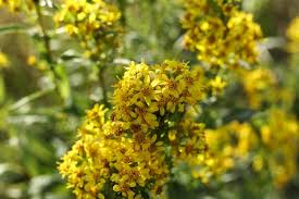 Attēlu rezultāti vaicājumam “Solidago virgaurea”