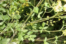 Attēlu rezultāti vaicājumam “Pastinaca sativa subsp. sylvestris fruit”