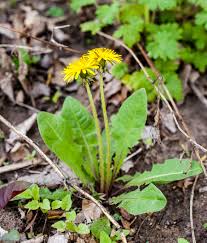 Attēlu rezultāti vaicājumam “Taraxacum suecicum leaf”