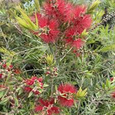Attēlu rezultāti vaicājumam “Quercus rubra flower”