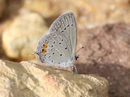 Attēlu rezultāti vaicājumam “Everes argiades”