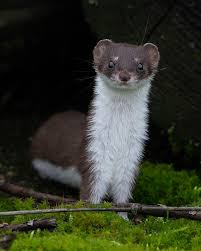 Attēlu rezultāti vaicājumam “Mustela nivalis adult”