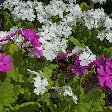 Attēlu rezultāti vaicājumam “Primula veris var. rubra”