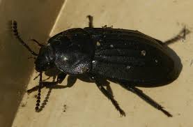 Attēlu rezultāti vaicājumam “Silpha obscura larva”