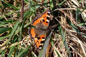 Attēlu rezultāti vaicājumam “Aglais urticae”