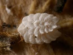 Attēlu rezultāti vaicājumam “Orthezia urticae”