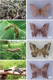 Attēlu rezultāti vaicājumam “Saturniidae”