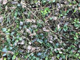 Attēlu rezultāti vaicājumam “Vinca minor leaf”