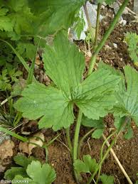 Attēlu rezultāti vaicājumam “Ranunculus lanuginosus bud”
