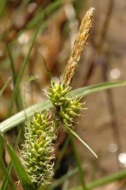 Attēlu rezultāti vaicājumam “Carex viridula flower”