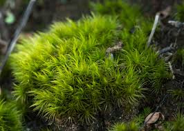 Attēlu rezultāti vaicājumam “Dicranum scoparium sporophyte”