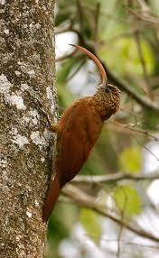 Attēlu rezultāti vaicājumam “Passeriformes”