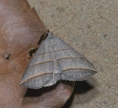 Attēlu rezultāti vaicājumam “Colobochyla salicalis”