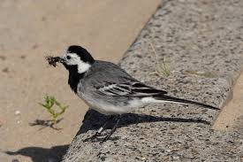 Attēlu rezultāti vaicājumam “Motacilla alba nest”