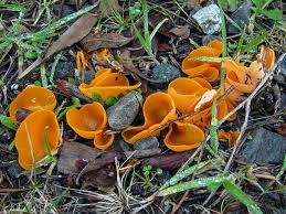 Attēlu rezultāti vaicājumam “Aleuria aurantia”