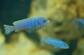 Risultati immagini per cynotilapia pulpican