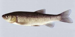 Image result for Squalius vardarensis