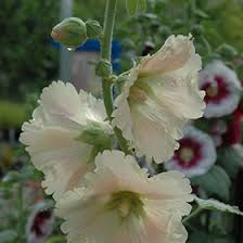 Image result for Alcea rugosa