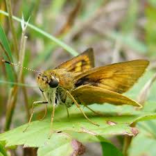 Image result for skiptondivers