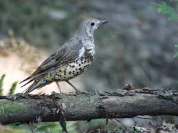 Attēlu rezultāti vaicājumam “Turdus viscivorus juvenile”