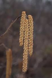 Image result for Alder Cc