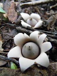 Attēlu rezultāti vaicājumam “Geastrum”