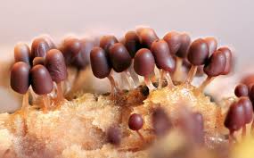 Attēlu rezultāti vaicājumam “Heterotrichia oerstedii (syn. Arcyria oerstedii) young”