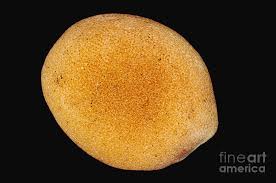 Attēlu rezultāti vaicājumam “Sinapis alba”