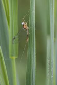 Attēlu rezultāti vaicājumam “Heptagenia sulphurea”