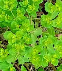 Attēlu rezultāti vaicājumam “Euphorbia helioscopia leaf”