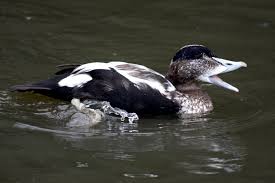 Attēlu rezultāti vaicājumam “Somateria mollissima juvenile”