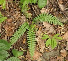 Attēlu rezultāti vaicājumam “Polystichum aculeatum”