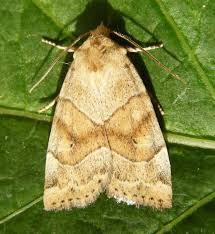 Attēlu rezultāti vaicājumam “Cosmia trapezina”