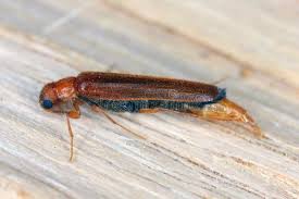 Attēlu rezultāti vaicājumam “Hylecoetus dermestoides female”