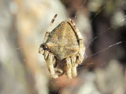 Attēlu rezultāti vaicājumam “Araneus angulatus”