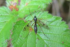 Attēlu rezultāti vaicājumam “Ptychoptera sp. female”