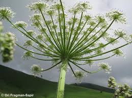 Attēlu rezultāti vaicājumam “Heracleum sosnowskyi leaf”