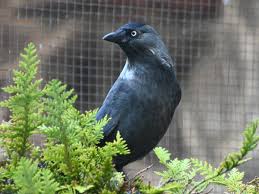 Attēlu rezultāti vaicājumam “Corvus monedula”