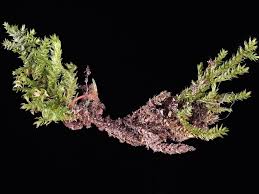 Attēlu rezultāti vaicājumam “Oxyrrhynchium hians var. rigidum macro”