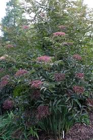 Attēlu rezultāti vaicājumam “Sambucus”